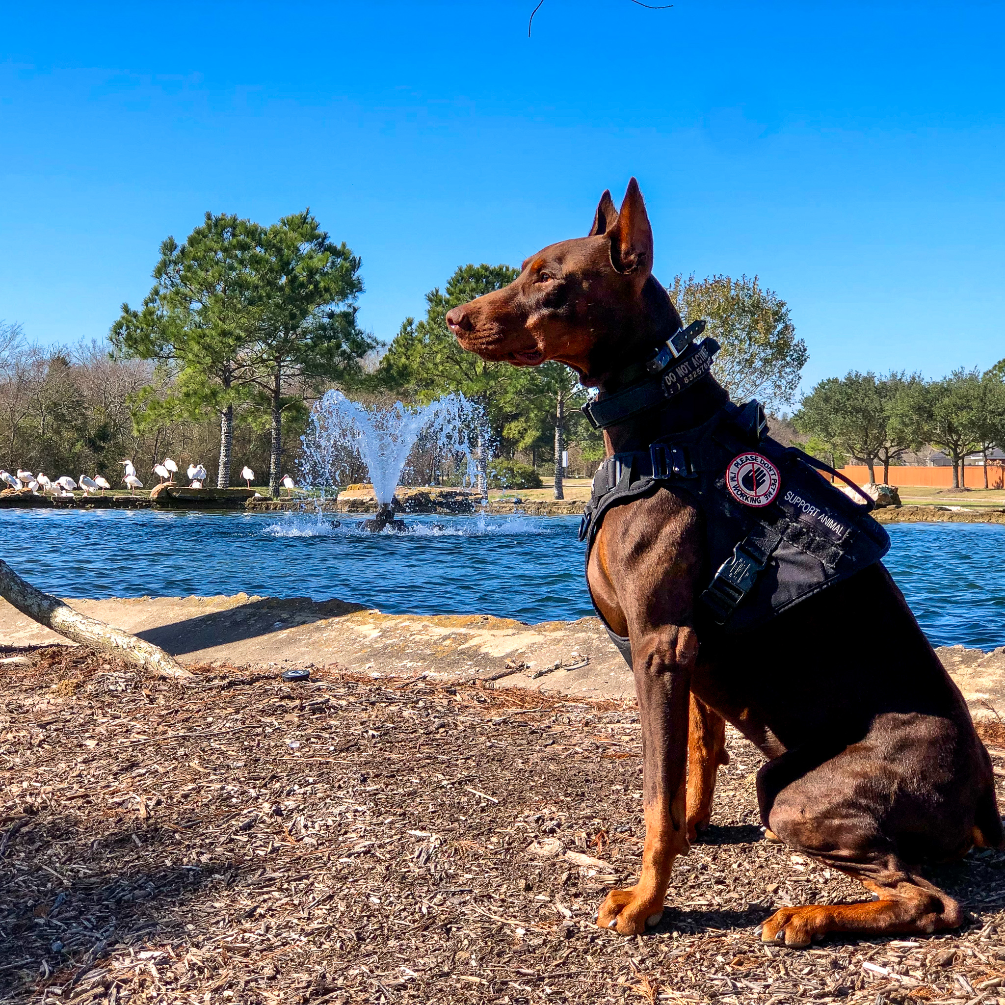 Gallery Brodie With A Dobie