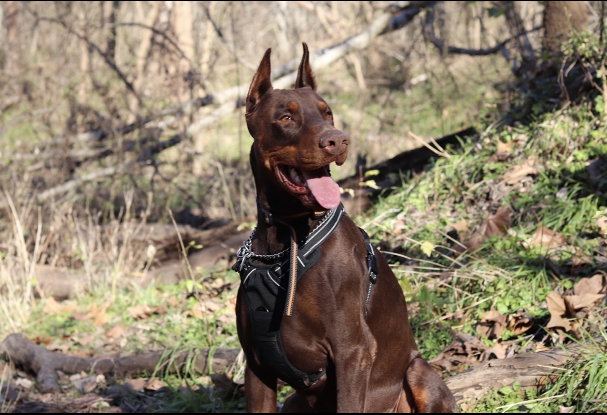 Gallery Brodie With A Dobie