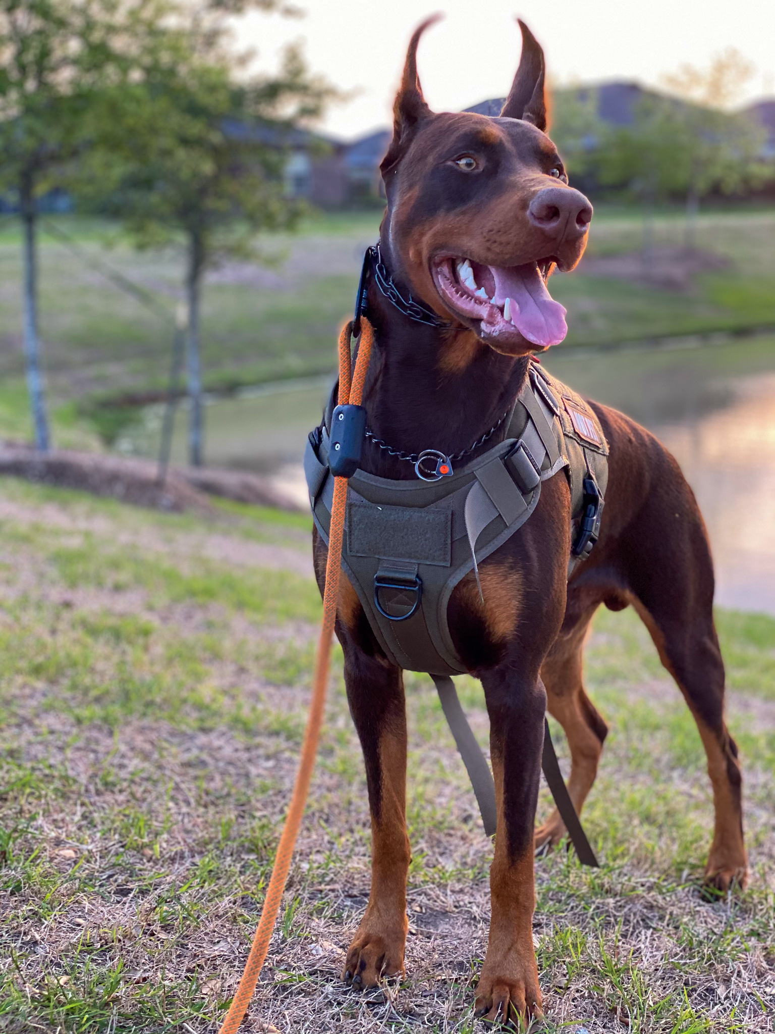 Gallery Brodie With A Dobie